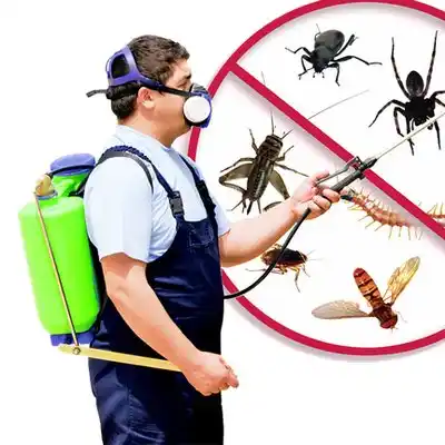 pest control White Pine